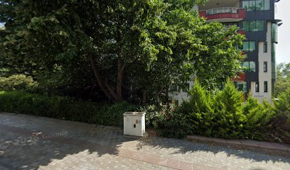 Dr. Dt. Ali Palalı